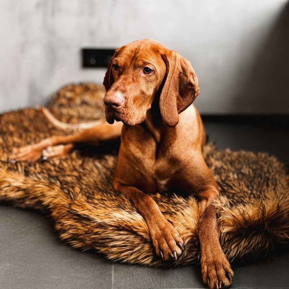 Ambiance douillette et chaleureuse dans le salon grâce au lit IHAPPYDOG.