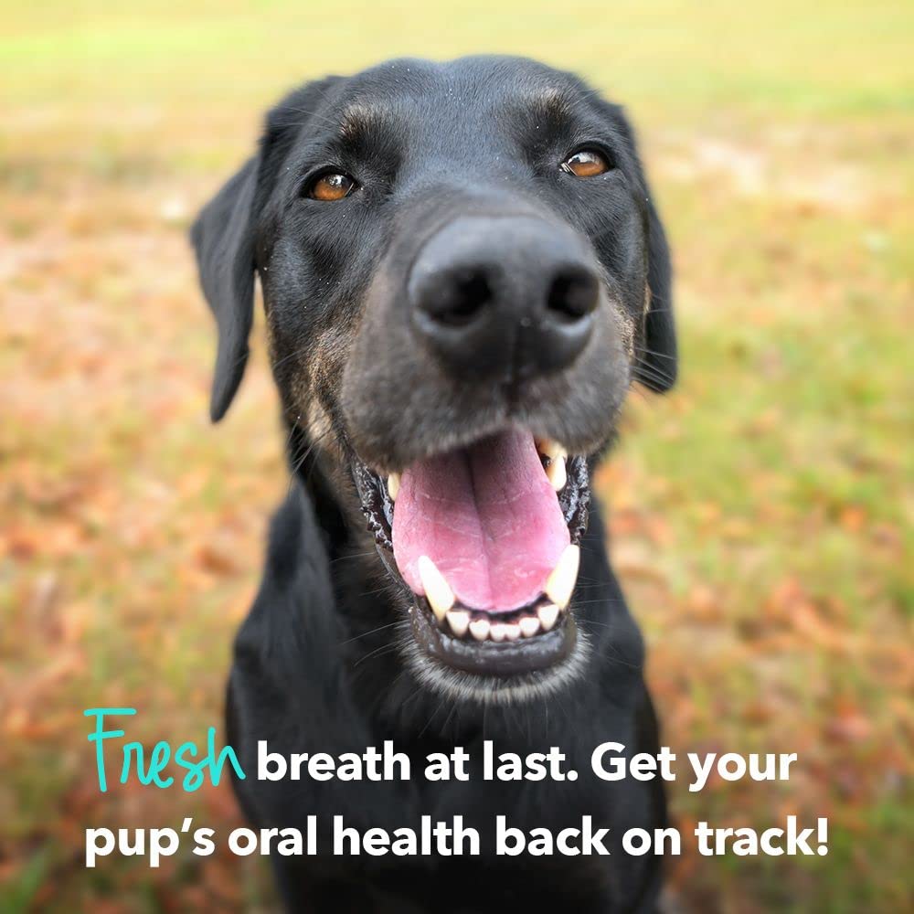 iHeartDogs Brushy Sticks goût poulet apprécié des chiens.