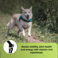 iHeartDogs Super Greens – Spiruline ajoutée, antioxydants pour le bien-être quotidien.