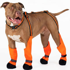 Bottes IKIPUKO pour chien avec suspensions, maintien sûr lors des sorties hivernales.