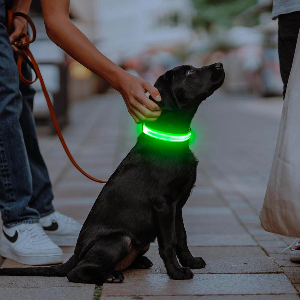 Anneau d'attache robuste pour laisse LED Illumifun.