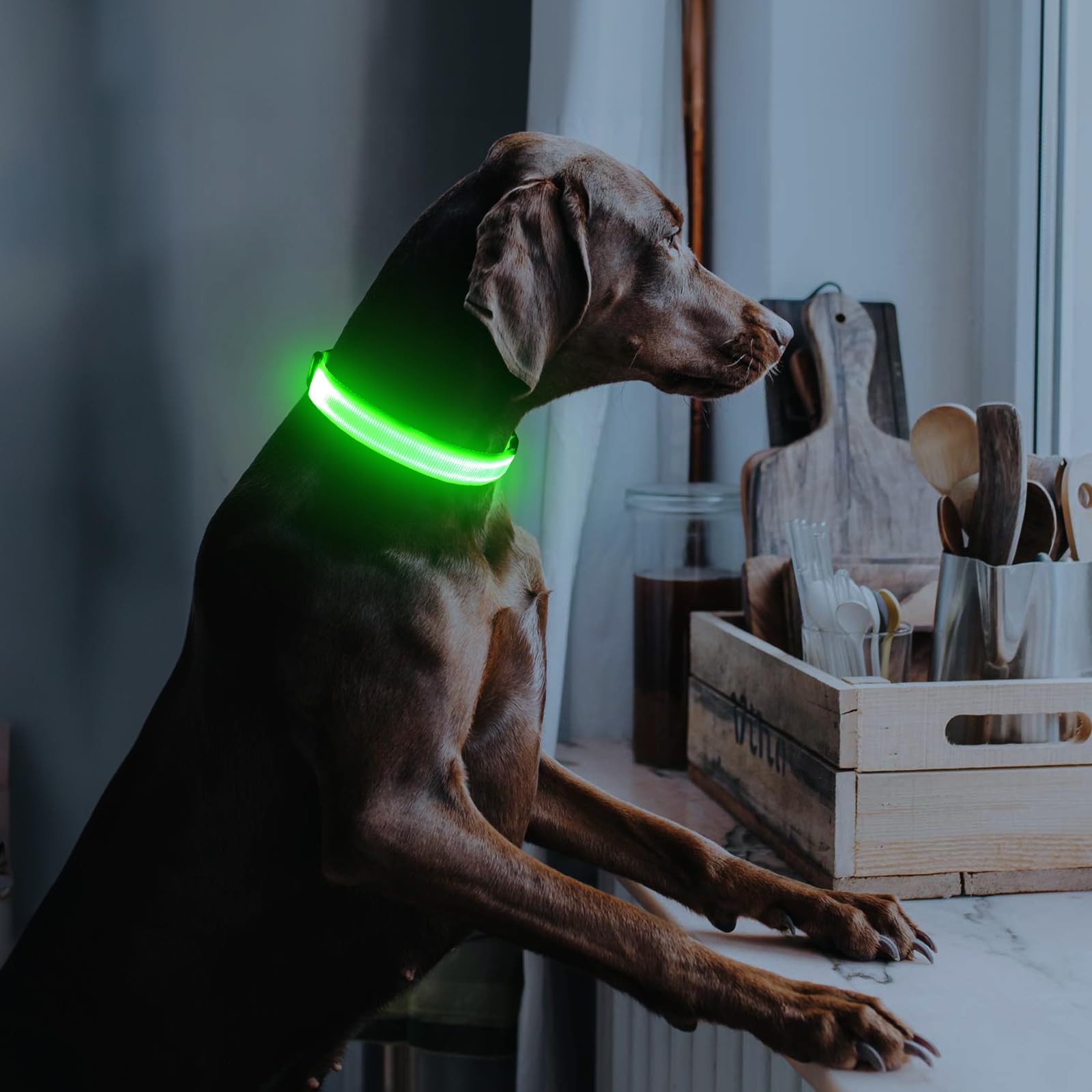 Illumifun collier-chien LED avec anneau en D pour la laisse solide.