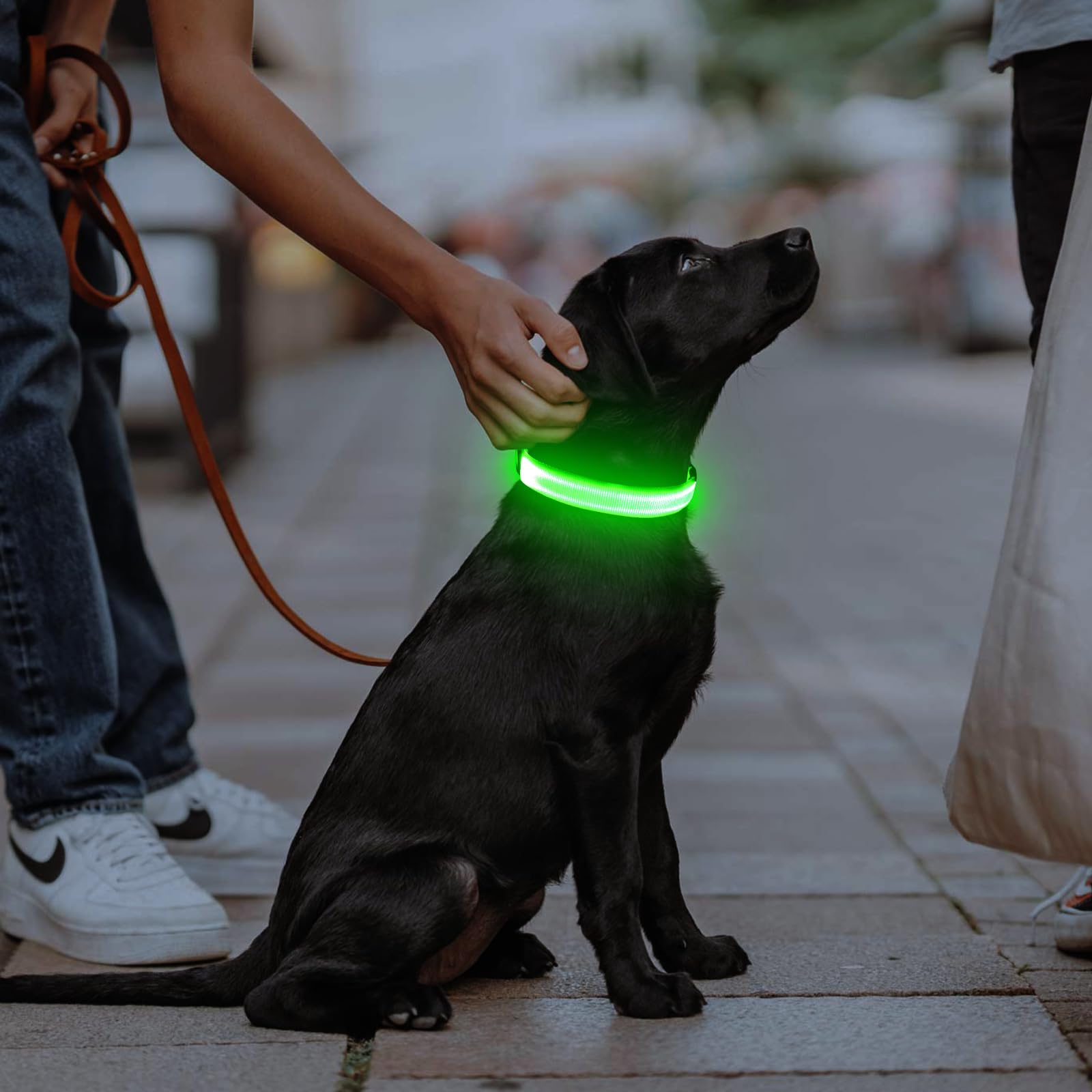 Illumifun collier-chien LED résistant à l'eau, parfait sous la pluie ou la neige.