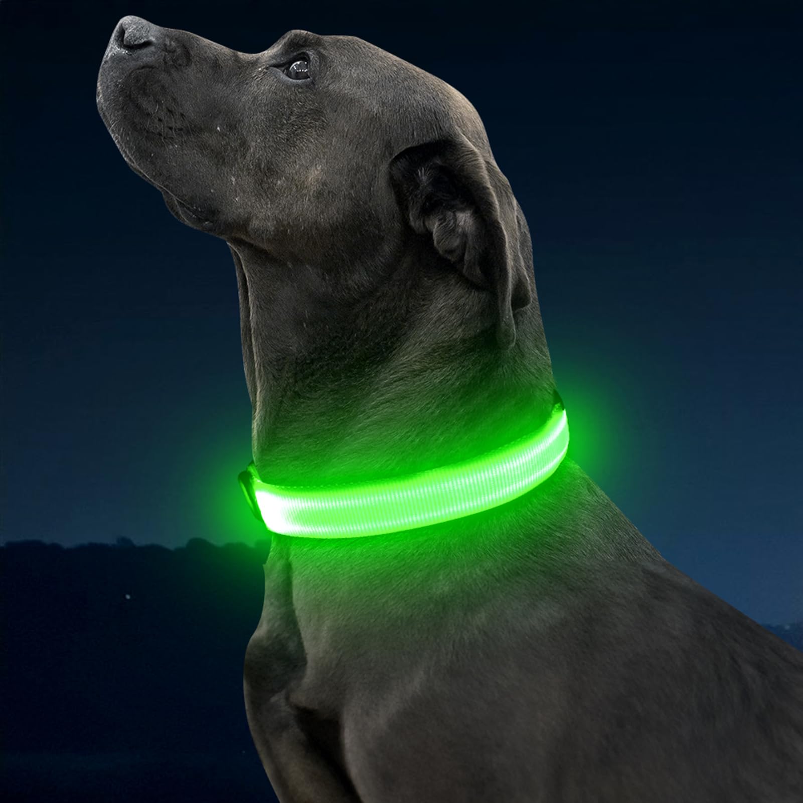 Illumifun collier-chien LED prêt à l'emploi après chaque recharge rapide.