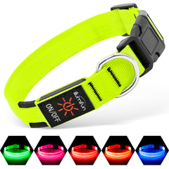 Collier lumineux Illumifun pour chien vert, visibilité accrue lors des promenades nocturnes.