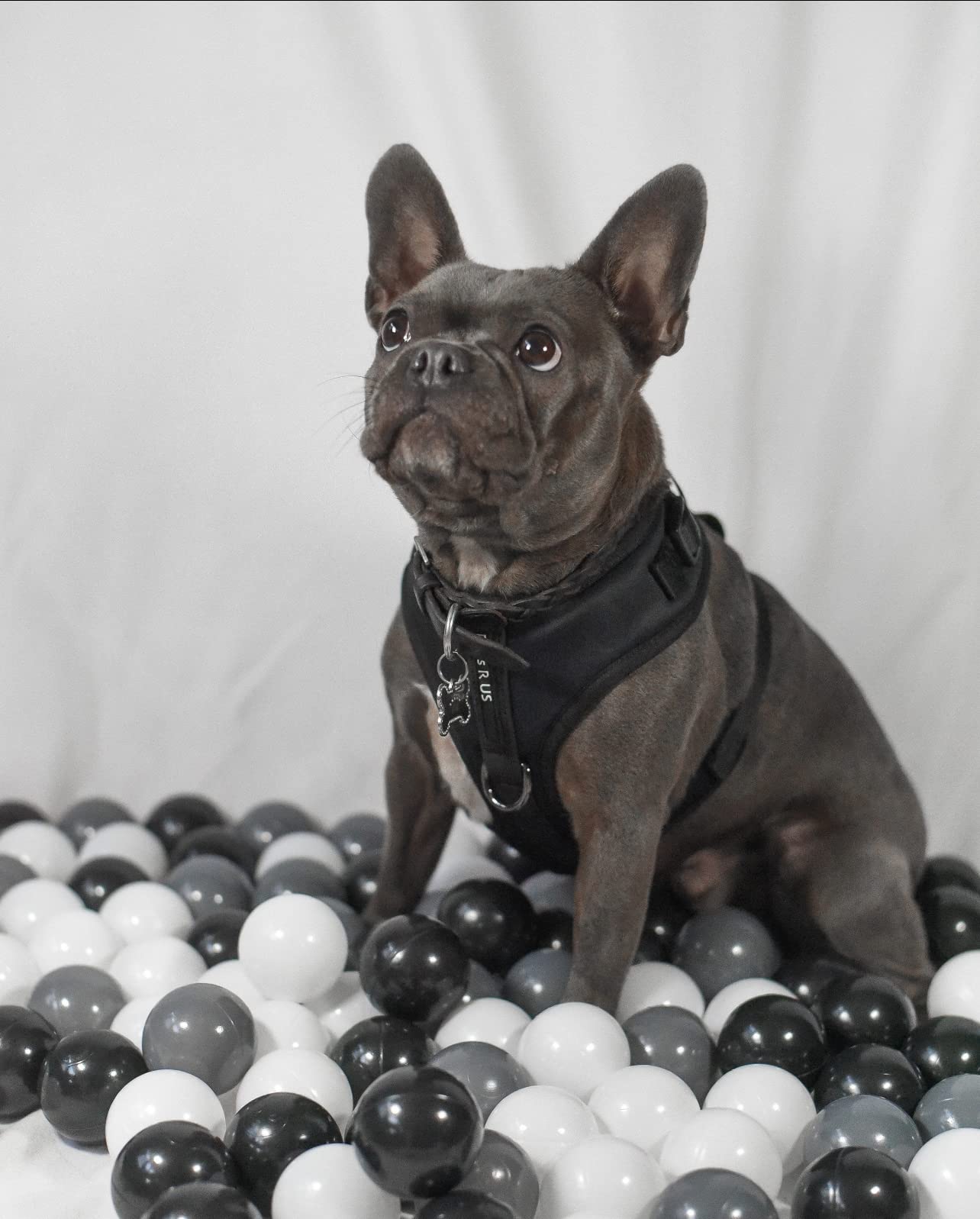 PETsRUS Harnais Premium Sans Traction – Néoprène Doux et Maille Respirante