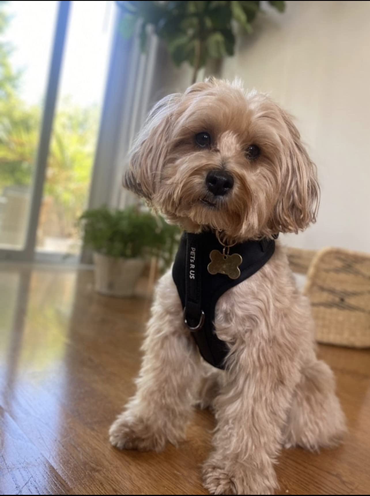 PETsRUS Harnais Premium Sans Traction – Néoprène Doux et Maille Respirante
