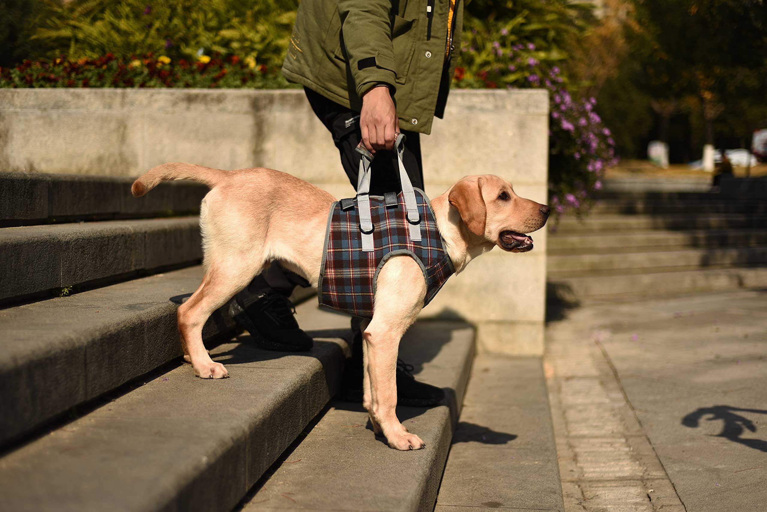 ROZKITCH Harnais d'élévation pour chien – Aide à la marche et au levage, approuvé par vétérinaire