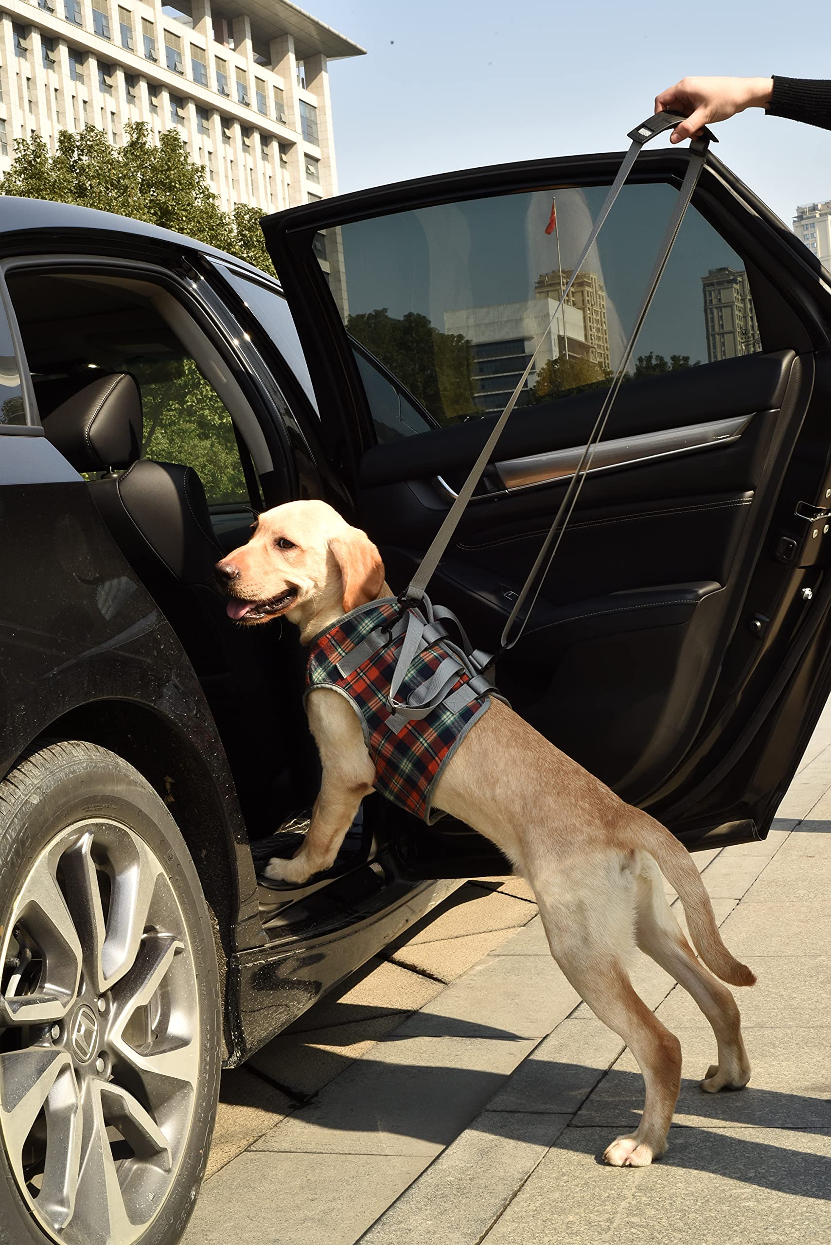 ROZKITCH Harnais de levage pour chien – Soutien thoracique et mobilité
