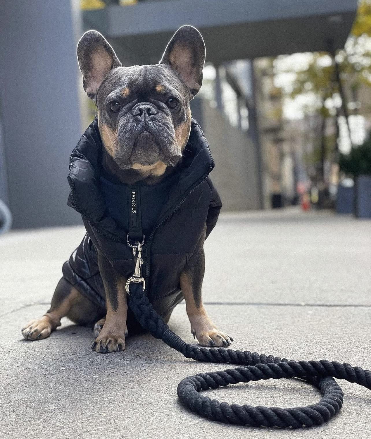 PETsRUS Harnais Premium Sans Traction – Néoprène Doux et Maille Respirante