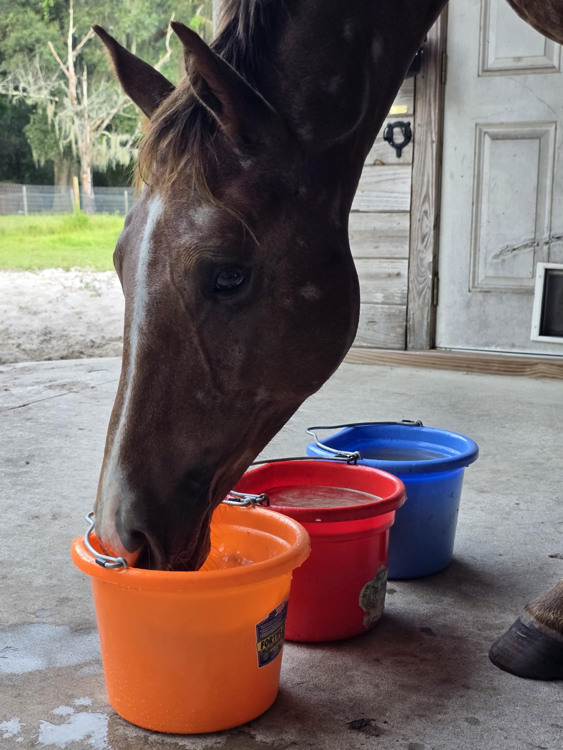 Improve Equine: boisson aromatisée prête pour cheval, hydratation agréable sans sucre ajouté.