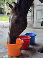 Improve Equine: boisson aromatisée prête pour cheval, hydratation agréable sans sucre ajouté.
