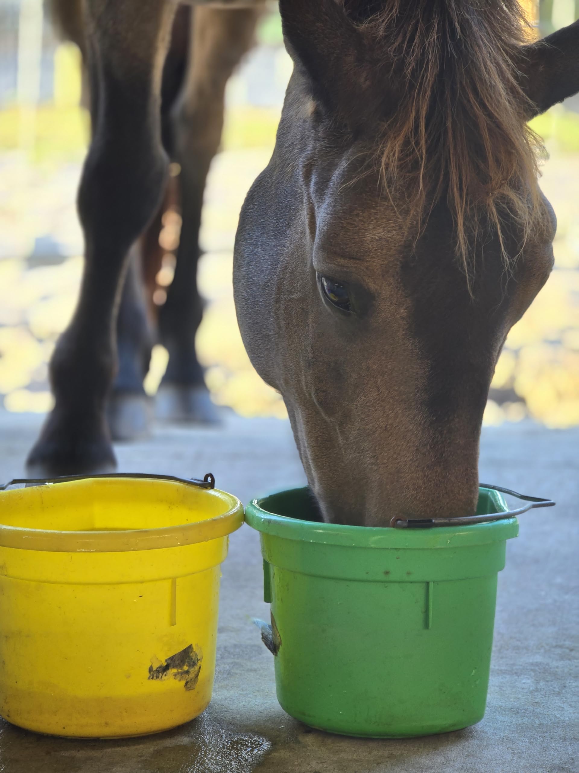 Goût Carotte Menthe Improve Equine, hydratation rapide et agréable pour le cheval