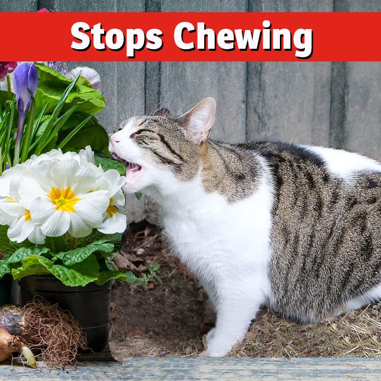 IMUSTGARDEN Répulsif chien-chat, application ciblée près des plantes pour limiter les dégâts.
