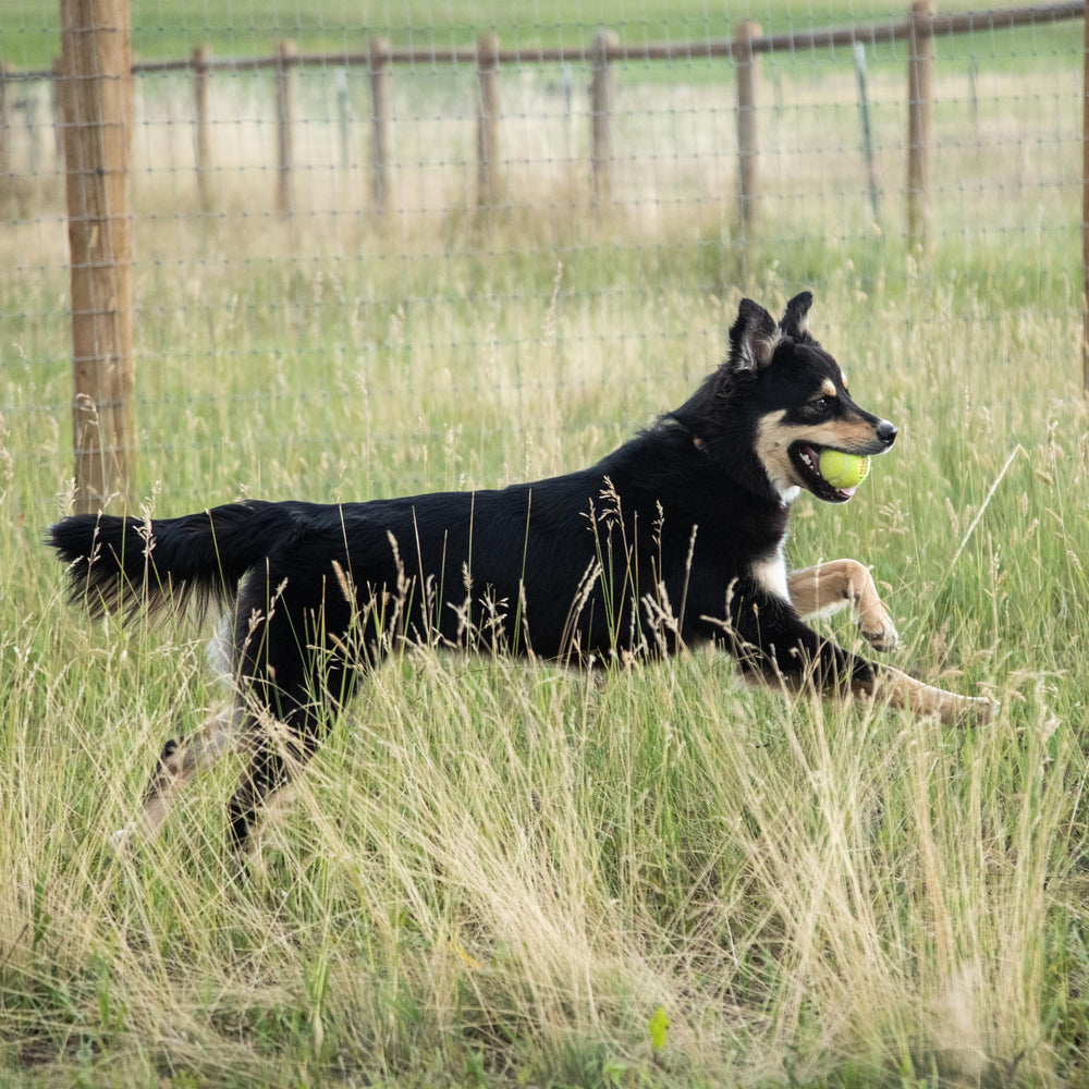 InClover Connectin – emballage-sachet: dose mesurée pratique pour chiens.