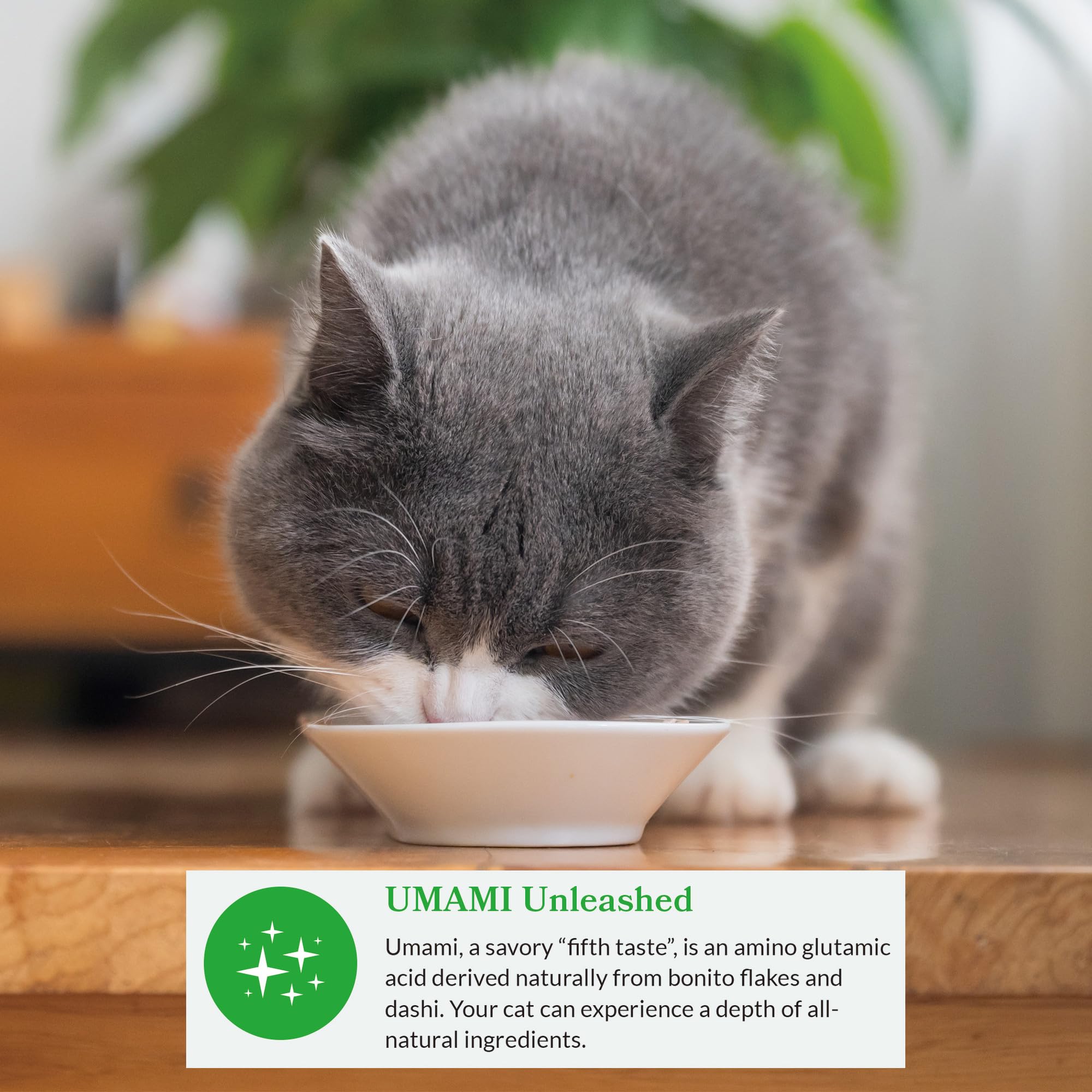 INABA Dashi Delights green-tea-extract: extrait de thé vert comme antioxydant naturel