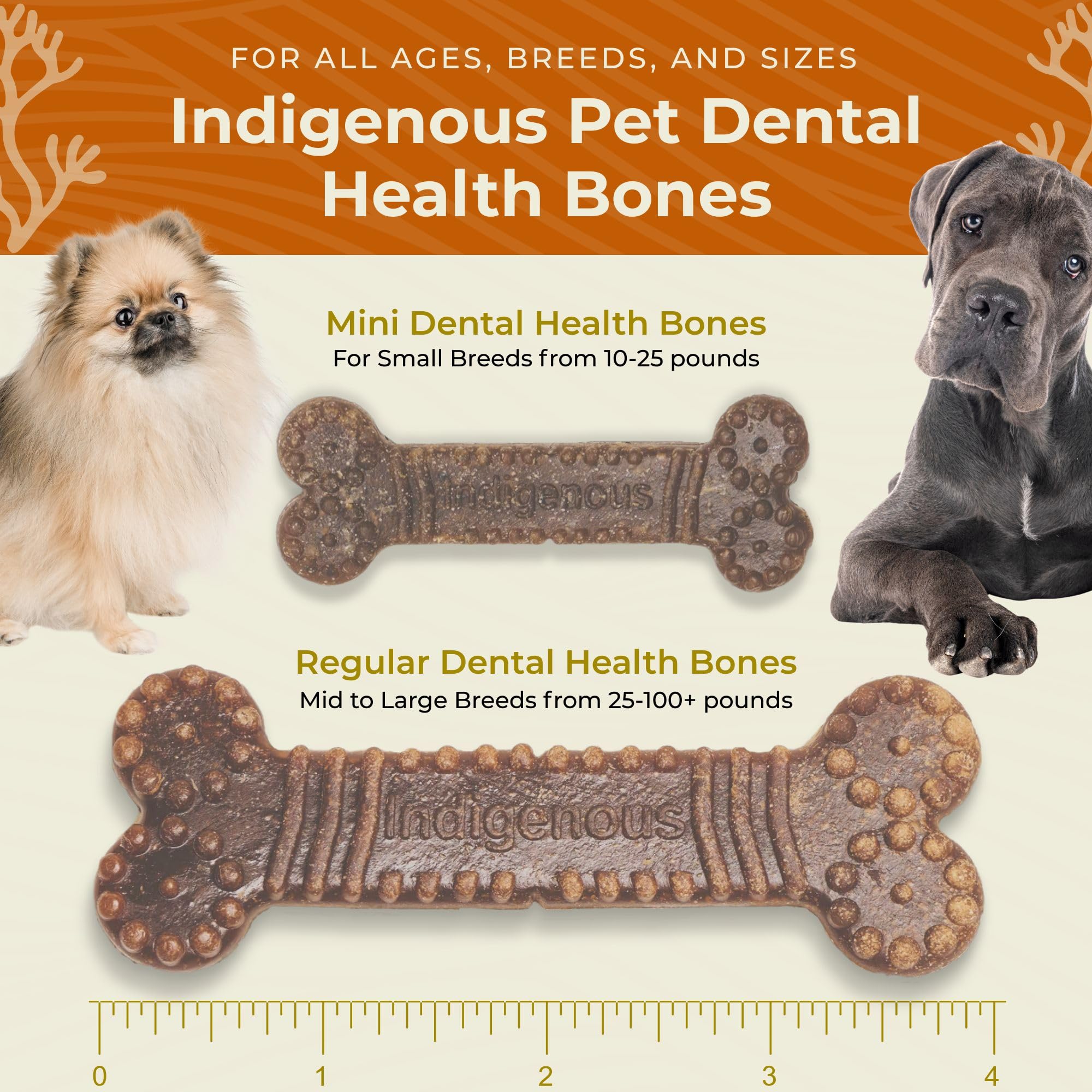 Indigenous Dental Health Bones digestif : soutien digestif potentiel.