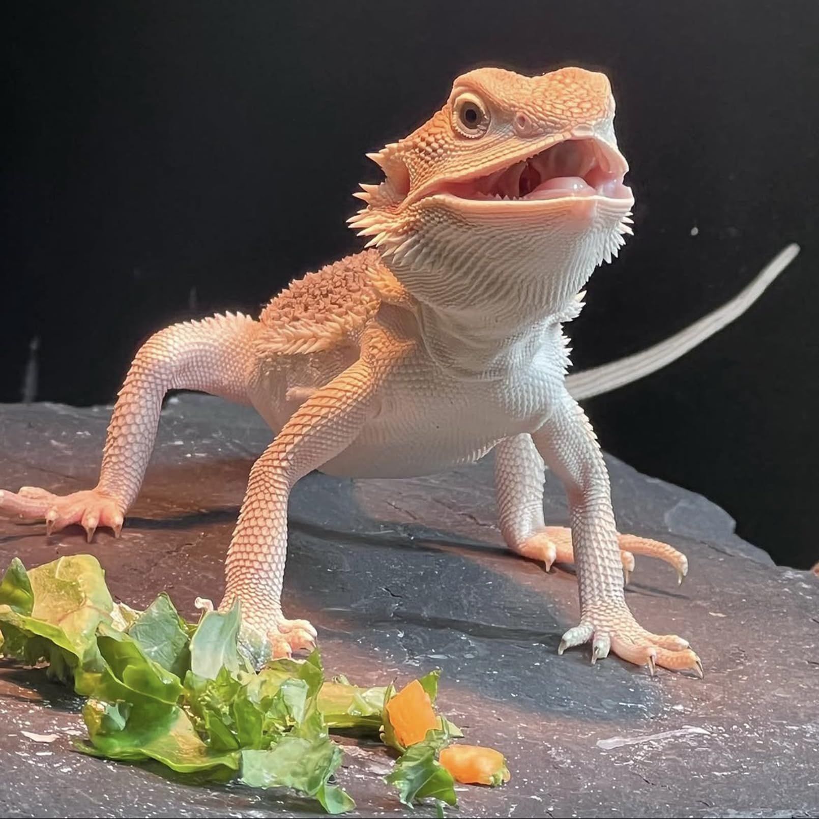 INOSCIND ensemble plateformes réptile offre flexibilité d'aménagement du terrarium.