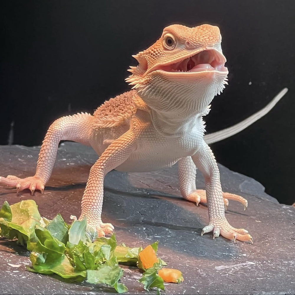 INOSCIND ensemble plateformes réptile offre flexibilité d'aménagement du terrarium.