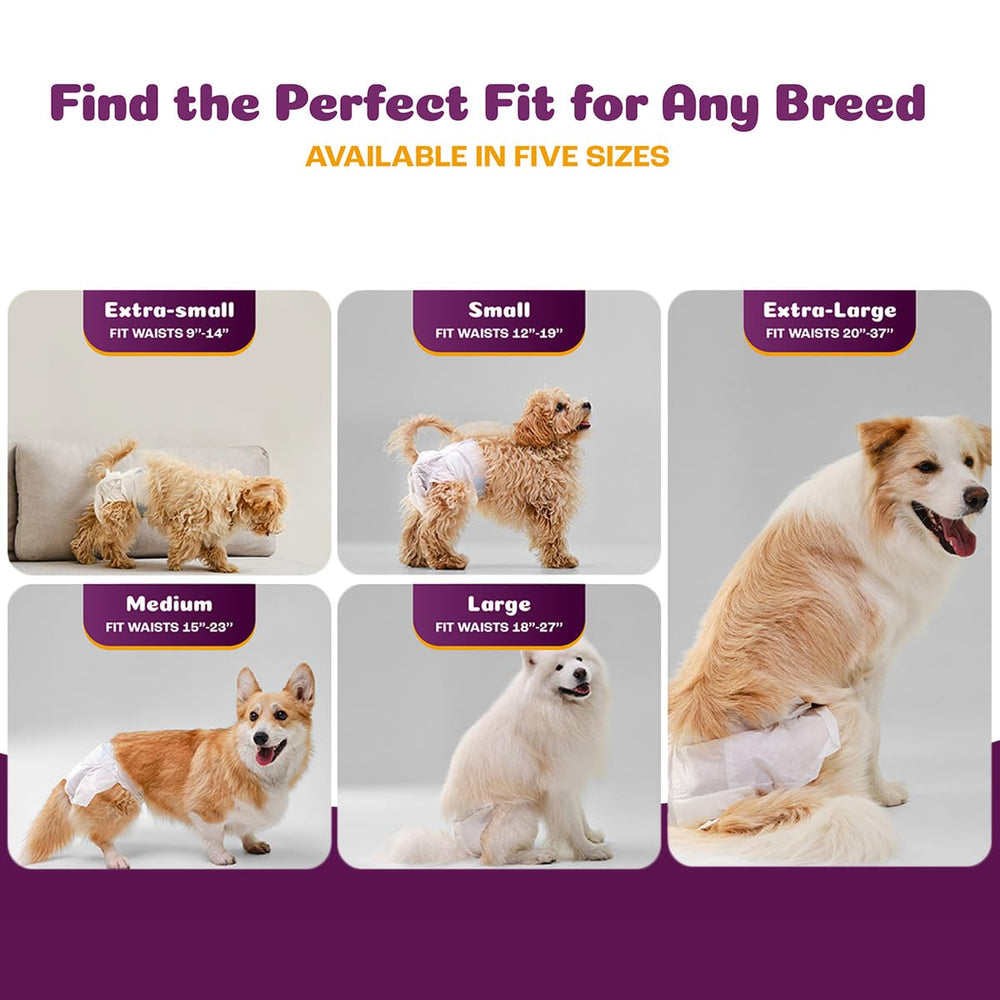 Absorption maximale des couches Inspire Pet Care pour chien femelle