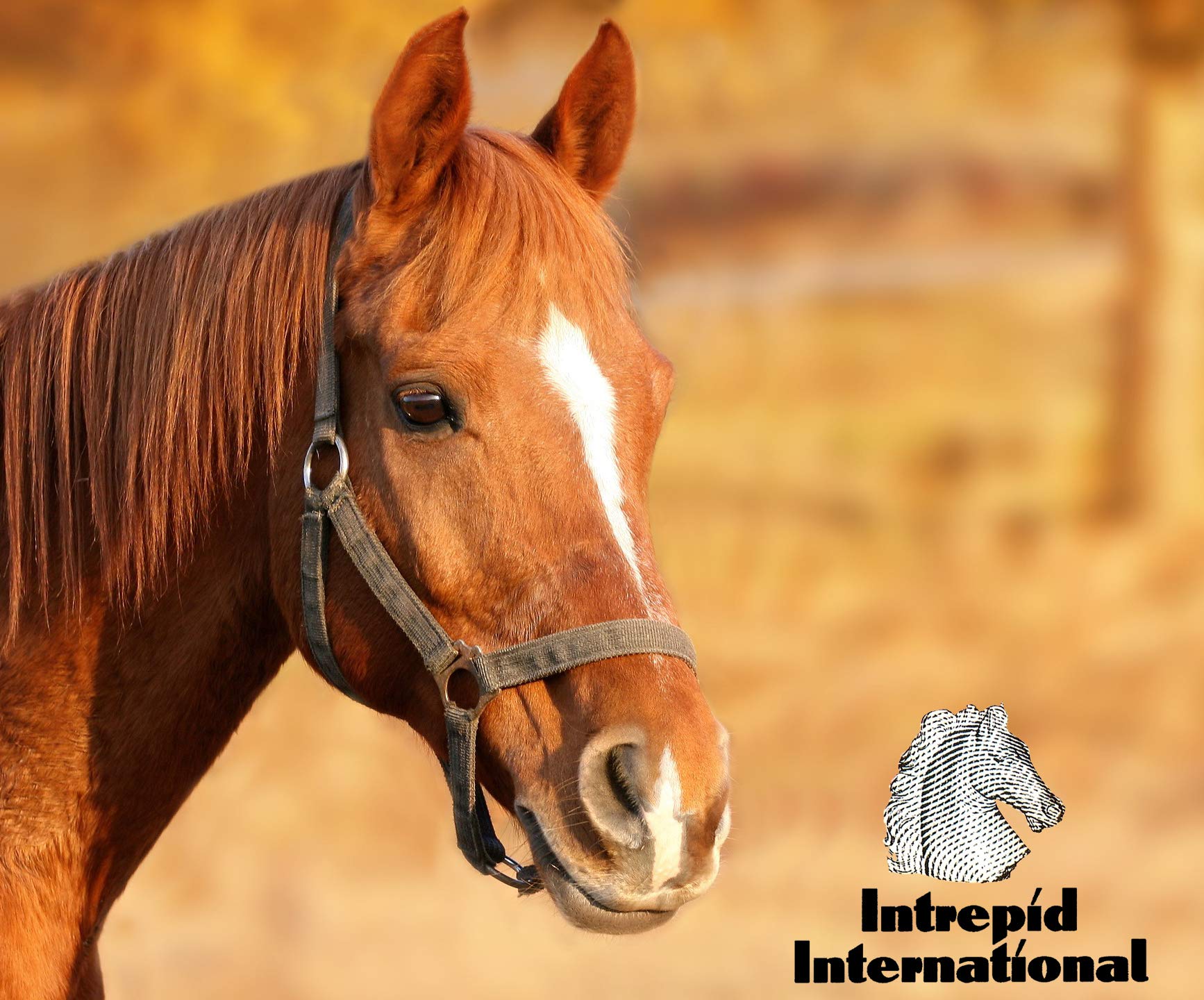 Ajustement sûr et flexible du Click Horse Hock Shield grâce au système Velcro.