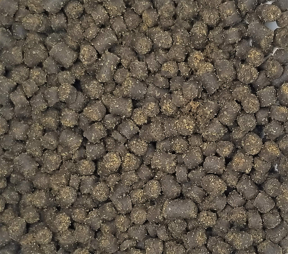 Texture humide des granulés Invert Aquatics facilitant l’alimentation des axolotls.