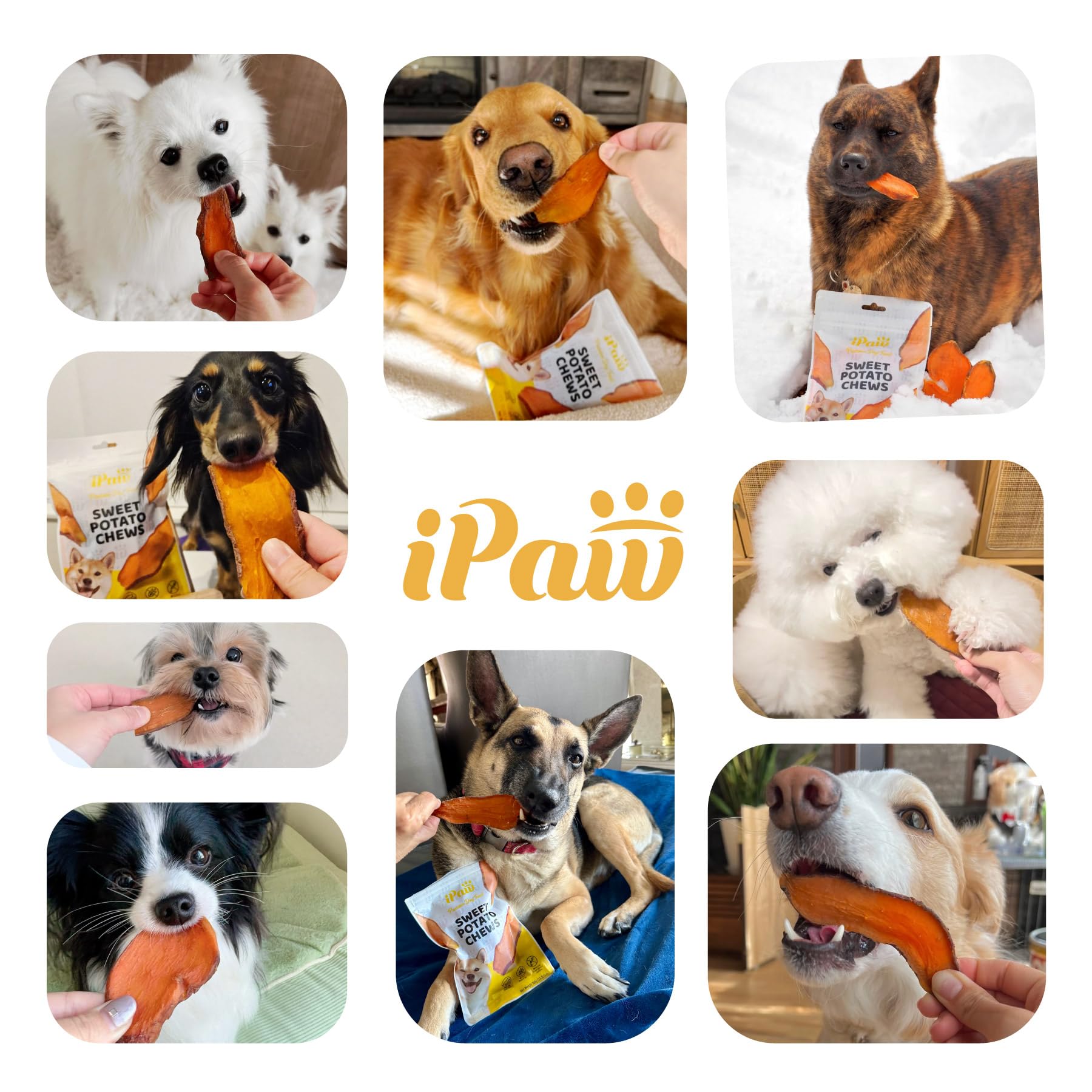 Chiot heureux dégustant une friandise patate douce iPaw.