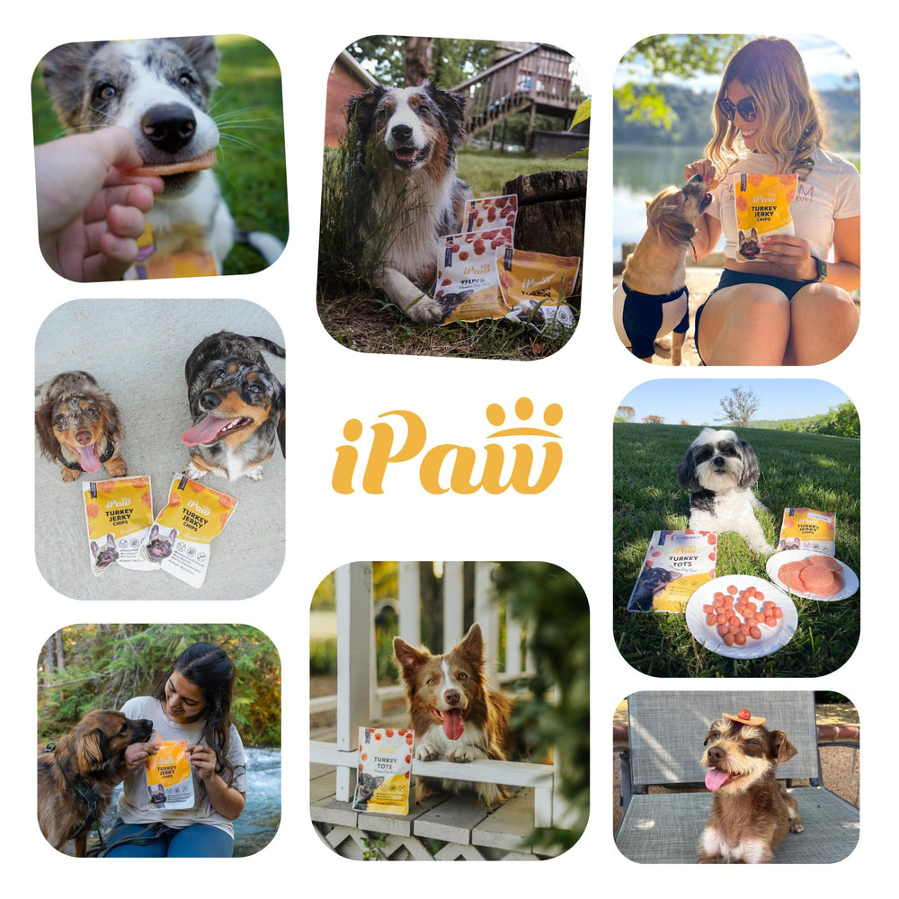 iPaw Tots Poulet: sans céréales et ingrédients simples