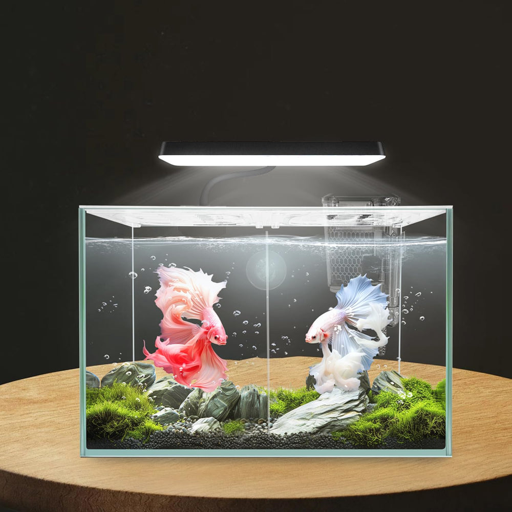iPriro emballage cadeau soigné prêt à offrir un aquarium.