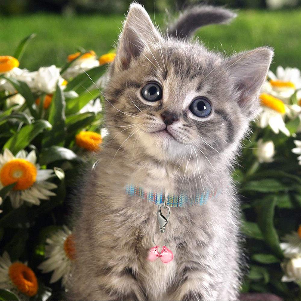 IVIA PET: accessoire extérieur rose, aide à suivre votre animal.