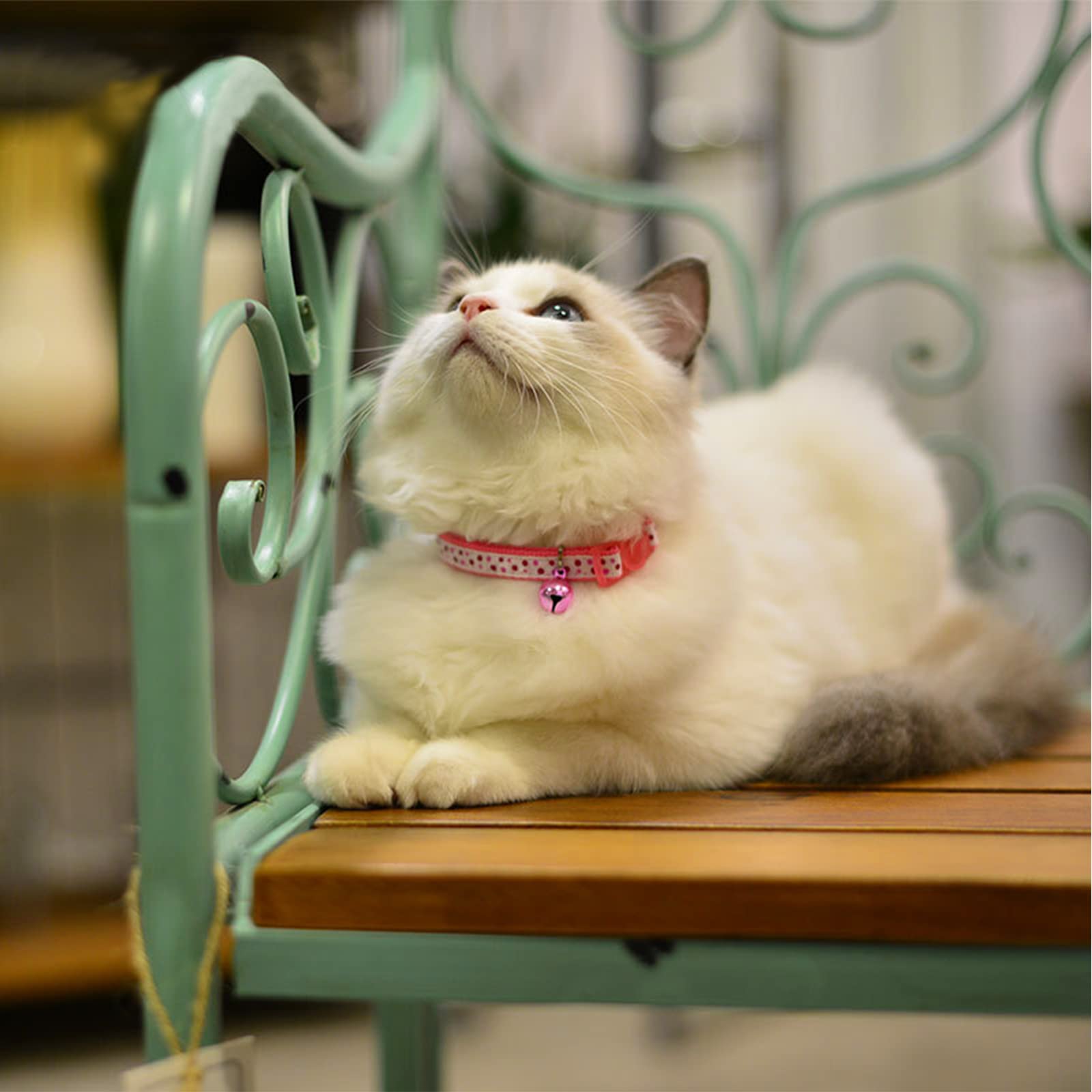 IVIA PET4 cloche chat cuivre, son plus net, pour suivre votre chat.