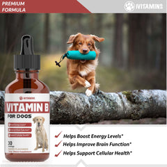 iVitamins chien énergisé grâce aux gouttes vitamine B, utilisation quotidienne.