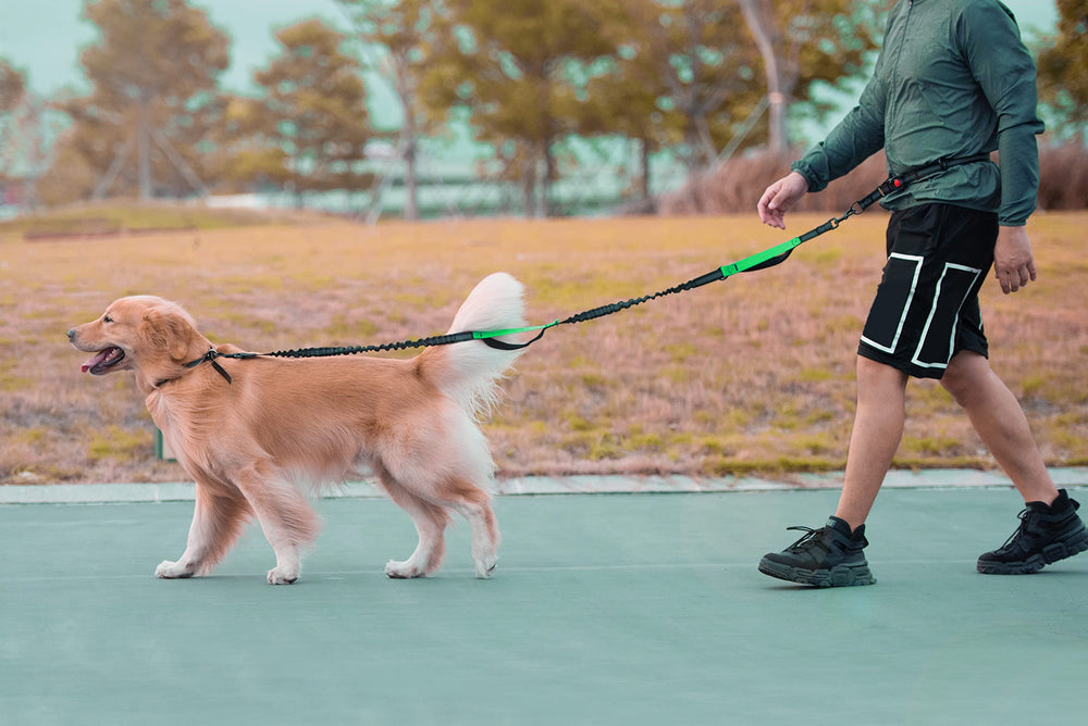 Longe durable iYoPets adaptée aux chiens jusqu’à 150 lb.