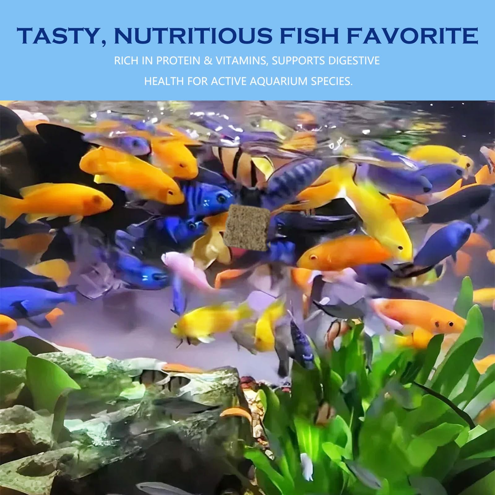 JADINGSFARM Betta en action, nourriture flottante attrayante.