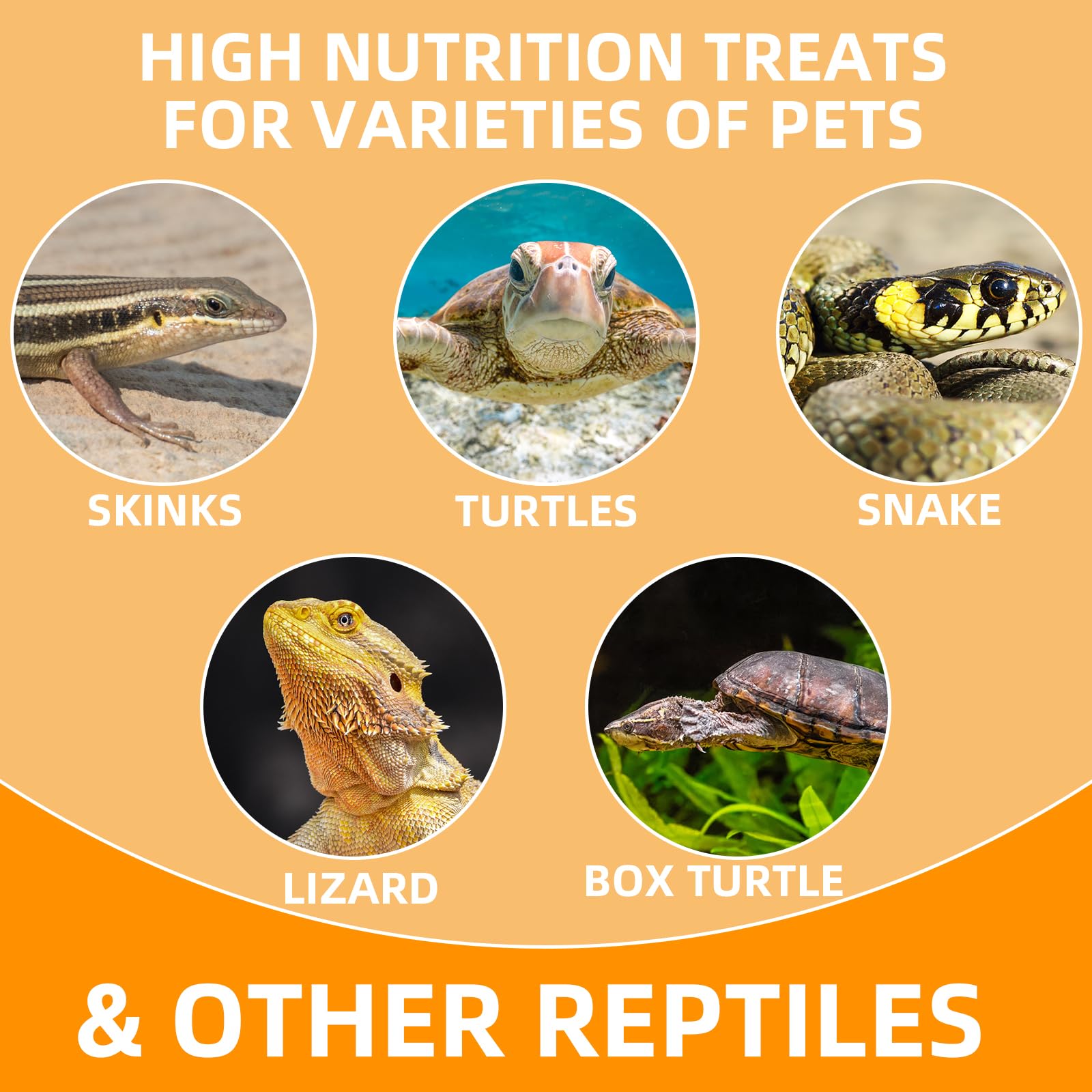 JADINGSFARM - Alimentation d'escargots pour animaux de compagnie variés.