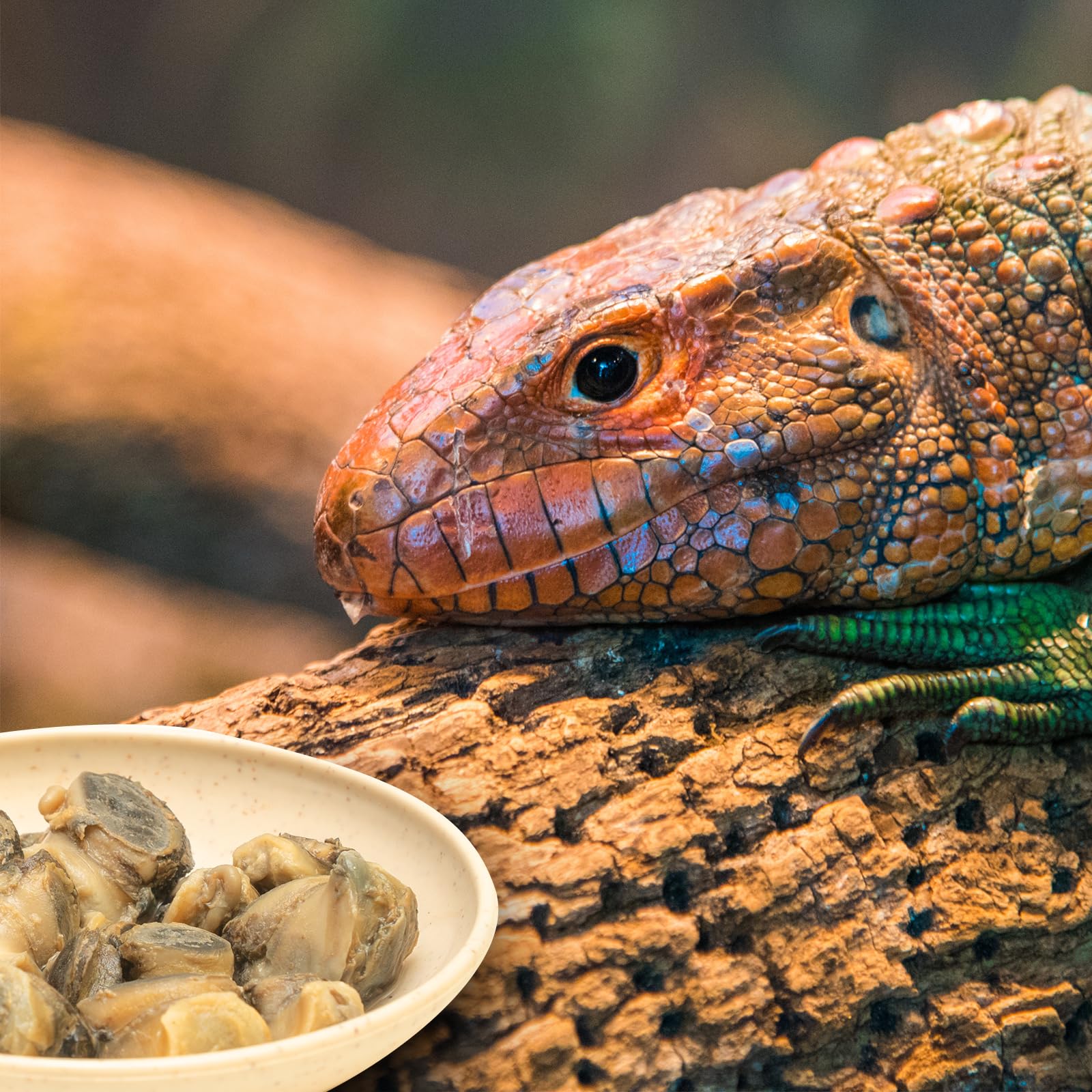 JADINGSFARM - Escargots en conserve, source pratique de protéines pour animaux.