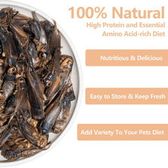 JADINGSFARM Grillons lyophilisés – alimentation réptile pratique et naturelle.
