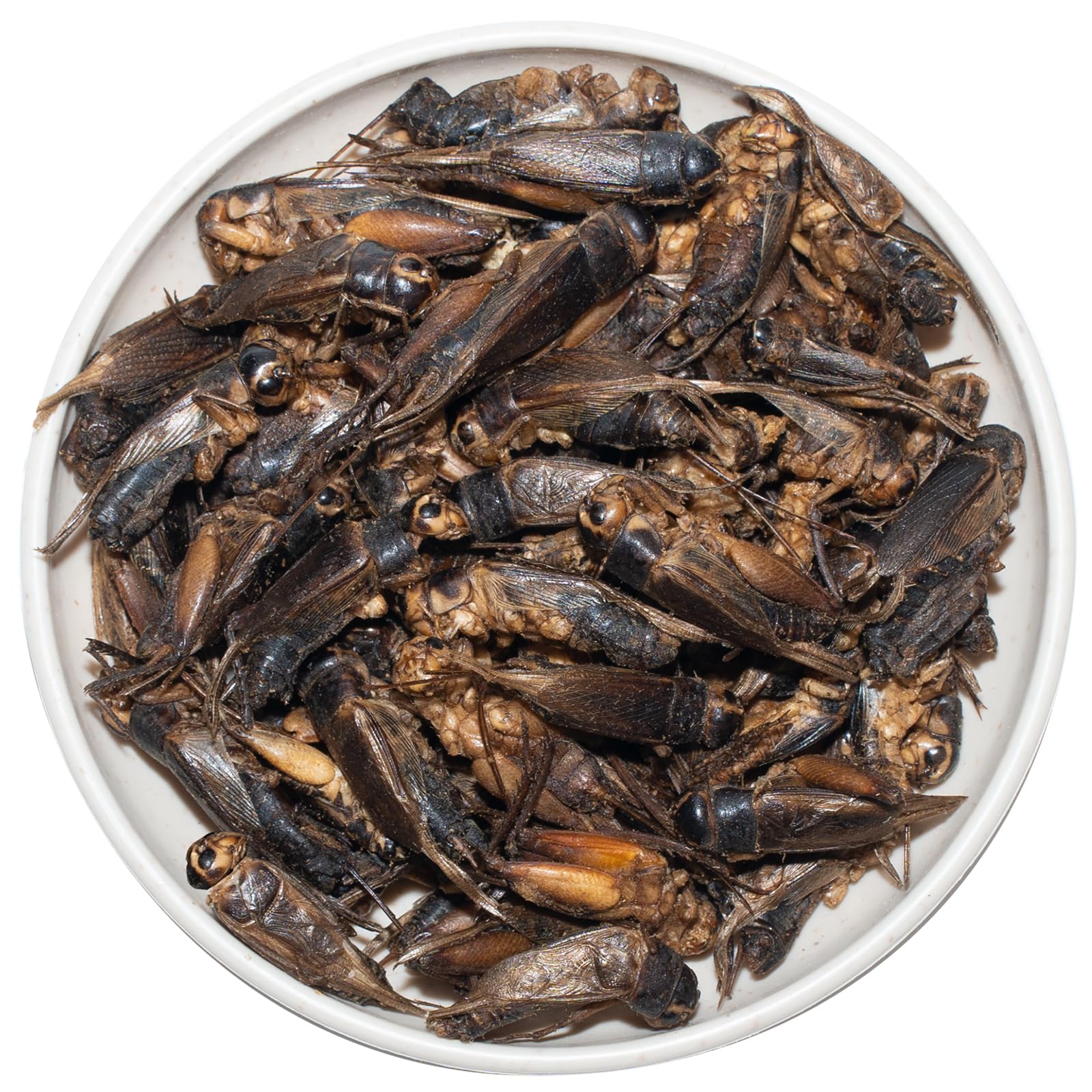 JADINGSFARM Grillons lyophilisés – friandise protéinée pour oiseaux et poissons.