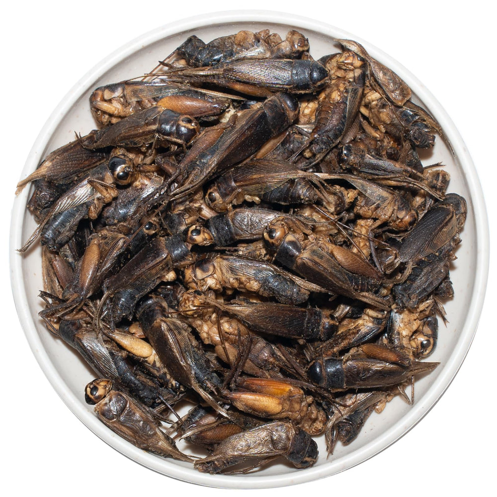 JADINGSFARM Grillons lyophilisés – friandise protéinée pour oiseaux et poissons.