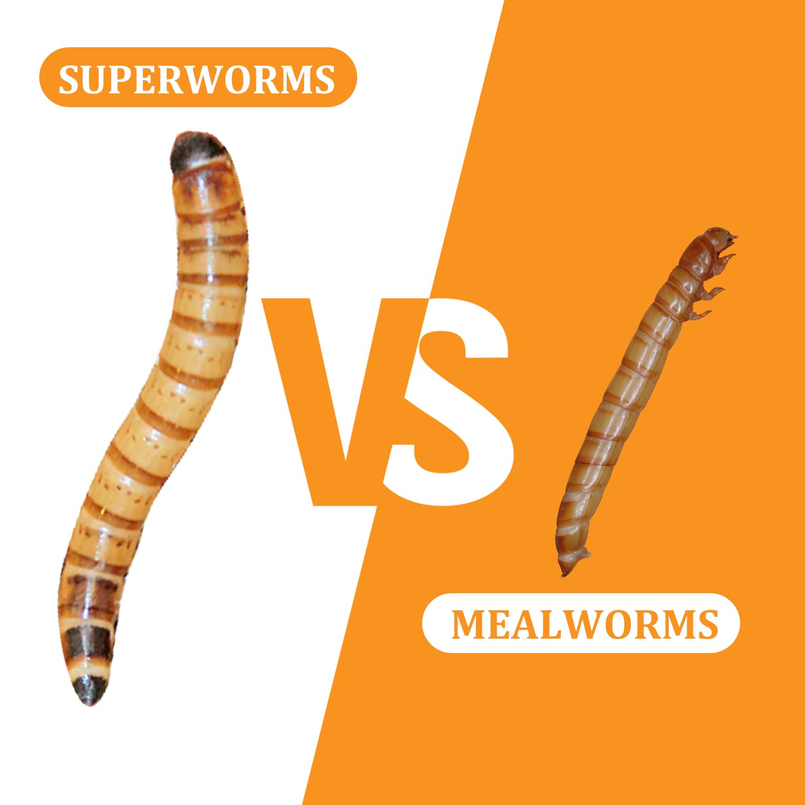 JADINGSFARM superworms pour reptiles, friandise rassasiante et facile à donner