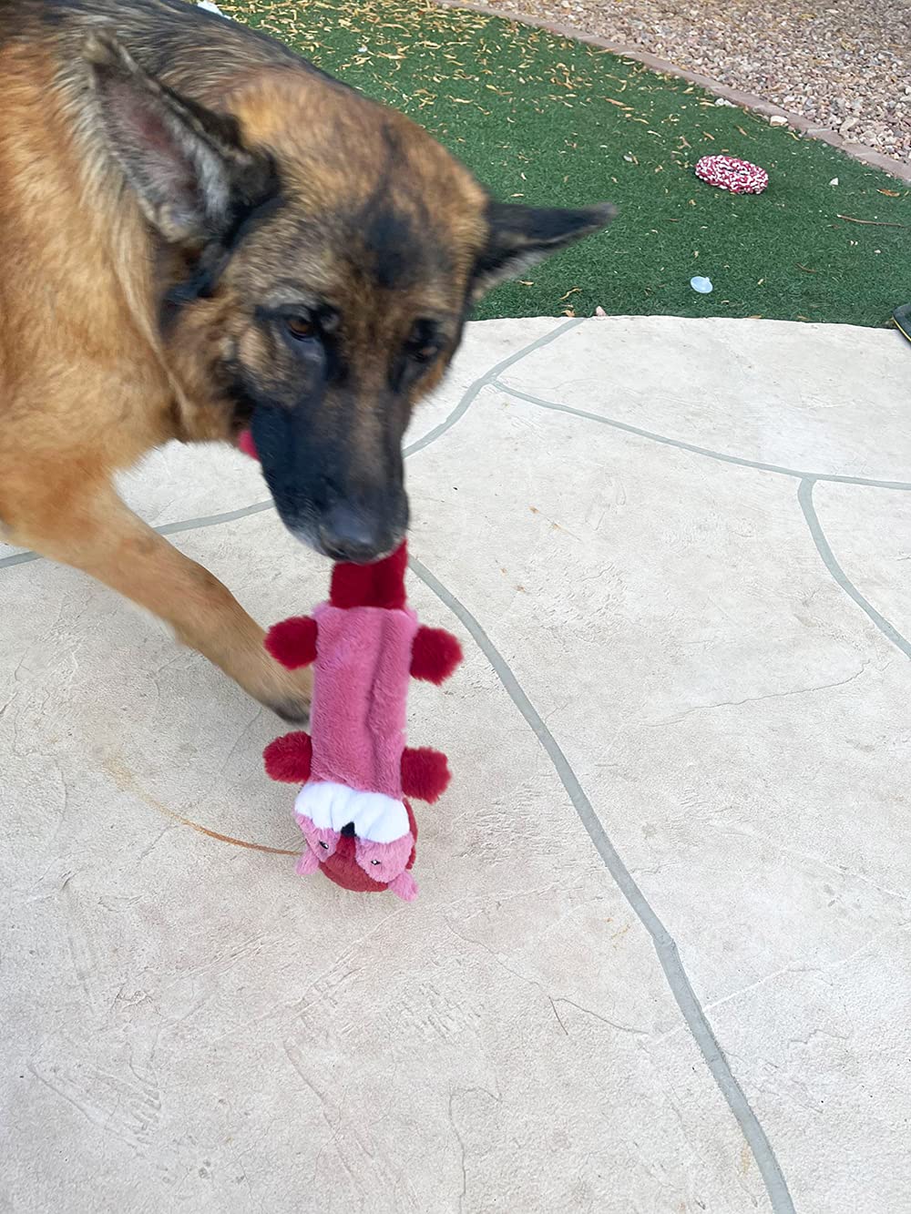Jalousie ensemble de 5 jouets sans rembourrage pour chiens