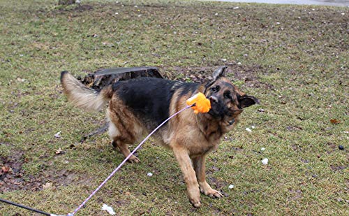 Jalousie – compatibilité avec le bâton de stimulation canin et autres jouets, expérience polyvalente.