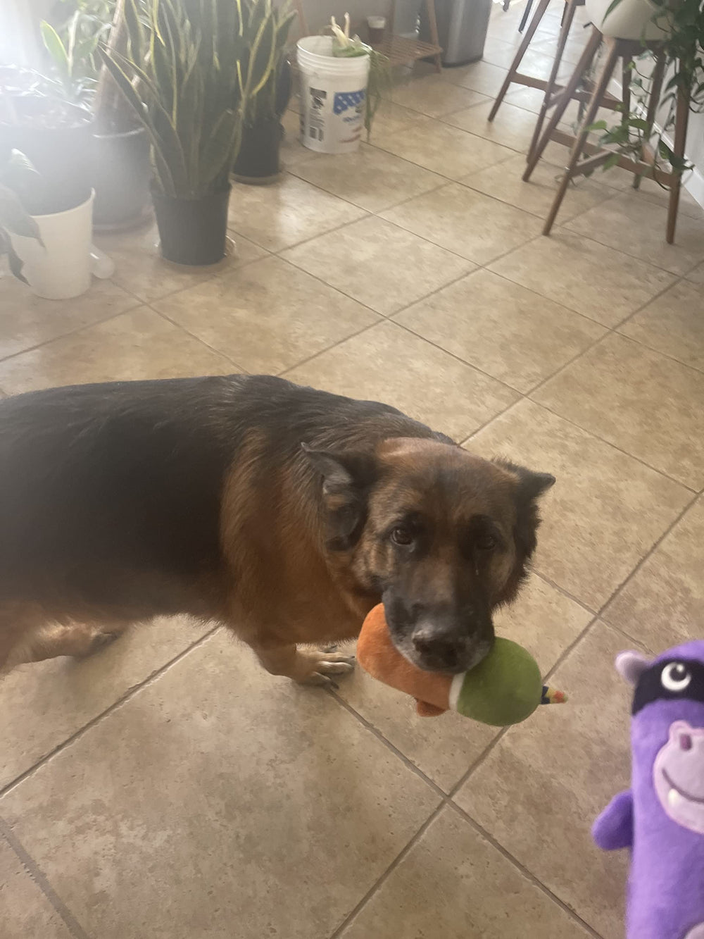 Jalousie jouet chien coutures renforcees, jouet durable pour les sessions de jeu.