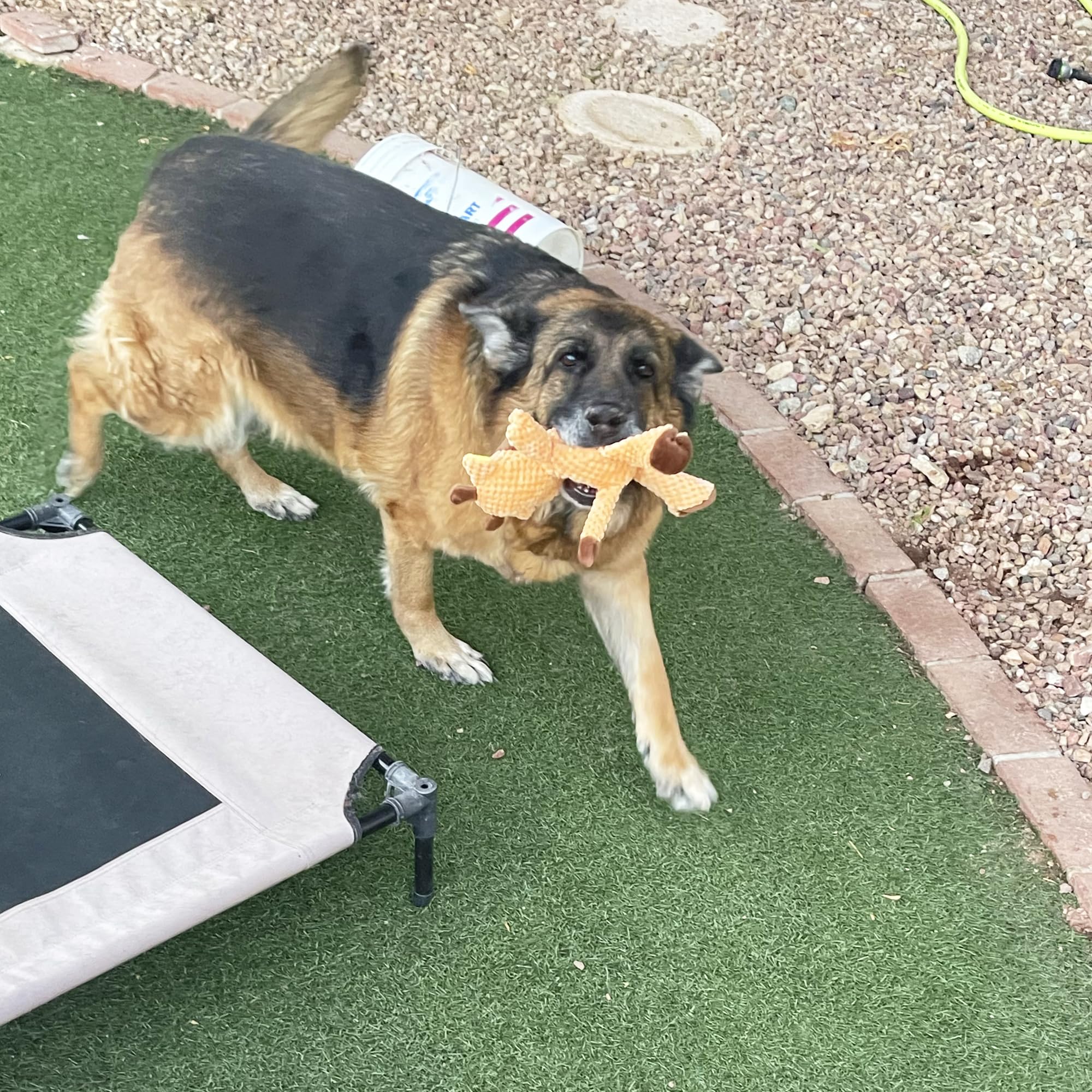 Jalousie jouet quotidien sûr pour chiens actifs.