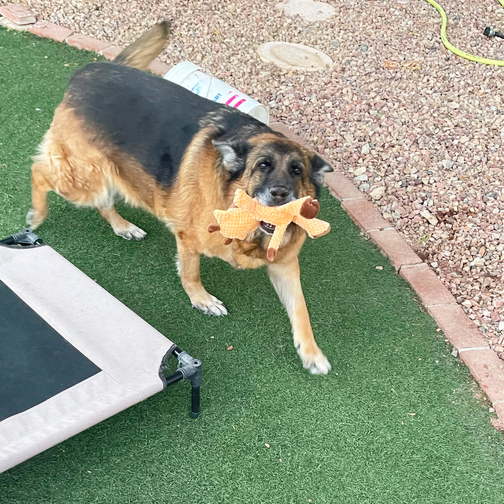 Jalousie jouet quotidien sûr pour chiens actifs.