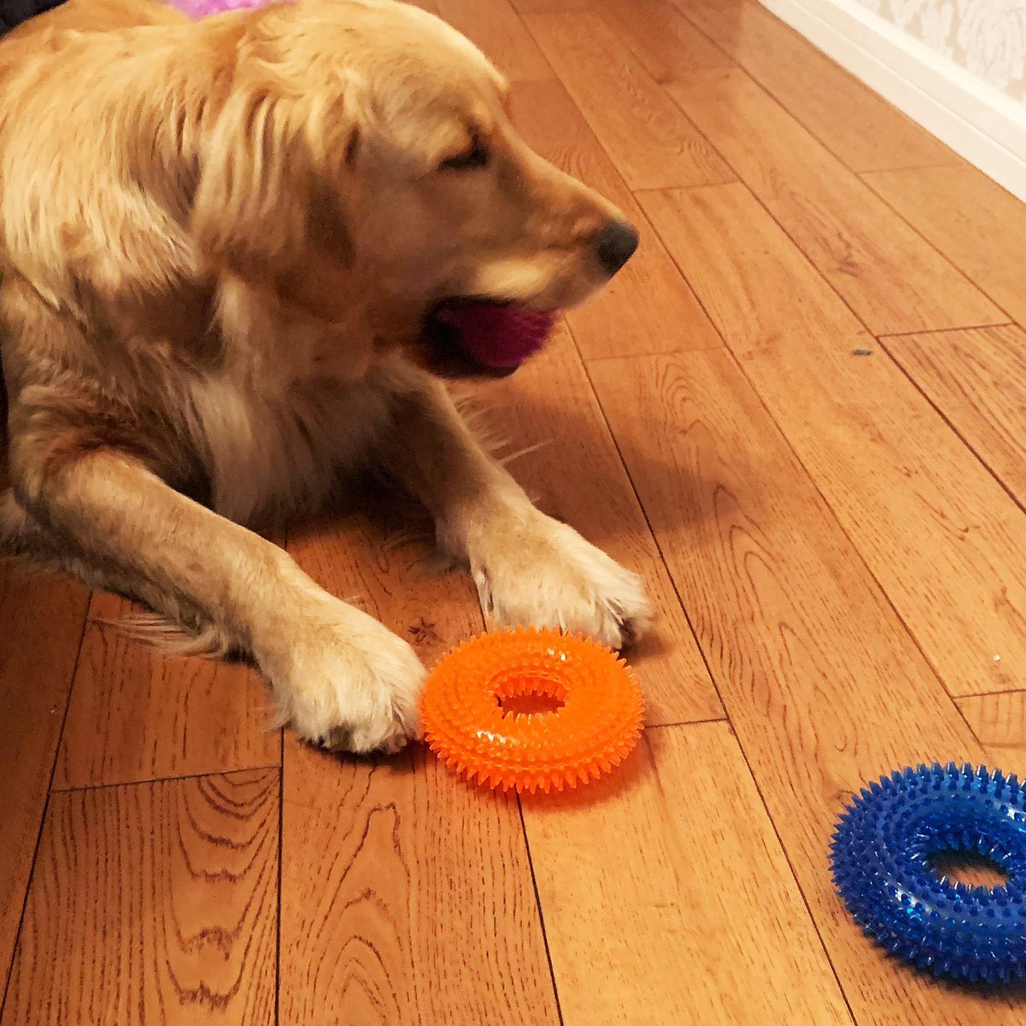 Jalousie jouet siffleur épineux – divertissement durable pour chiens petits et moyens.