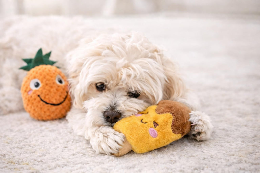 Jalousie jouets dentaires peluche chiens, massage des gencives lors du mâchonnement.
