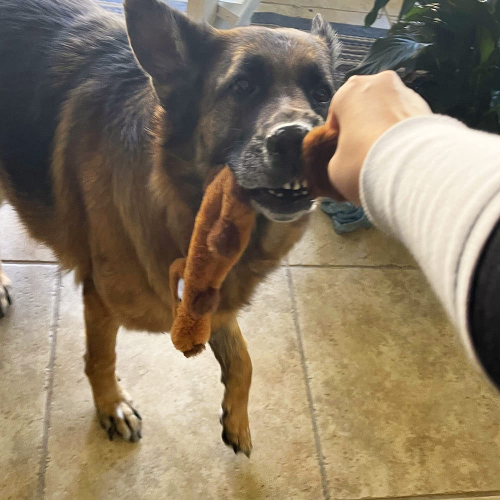 Jalousie ecureuil : jouet chien sifflement amusant et interactif