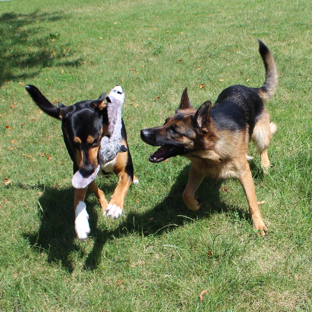 Jalousie peluche canard pour chiens et jeux