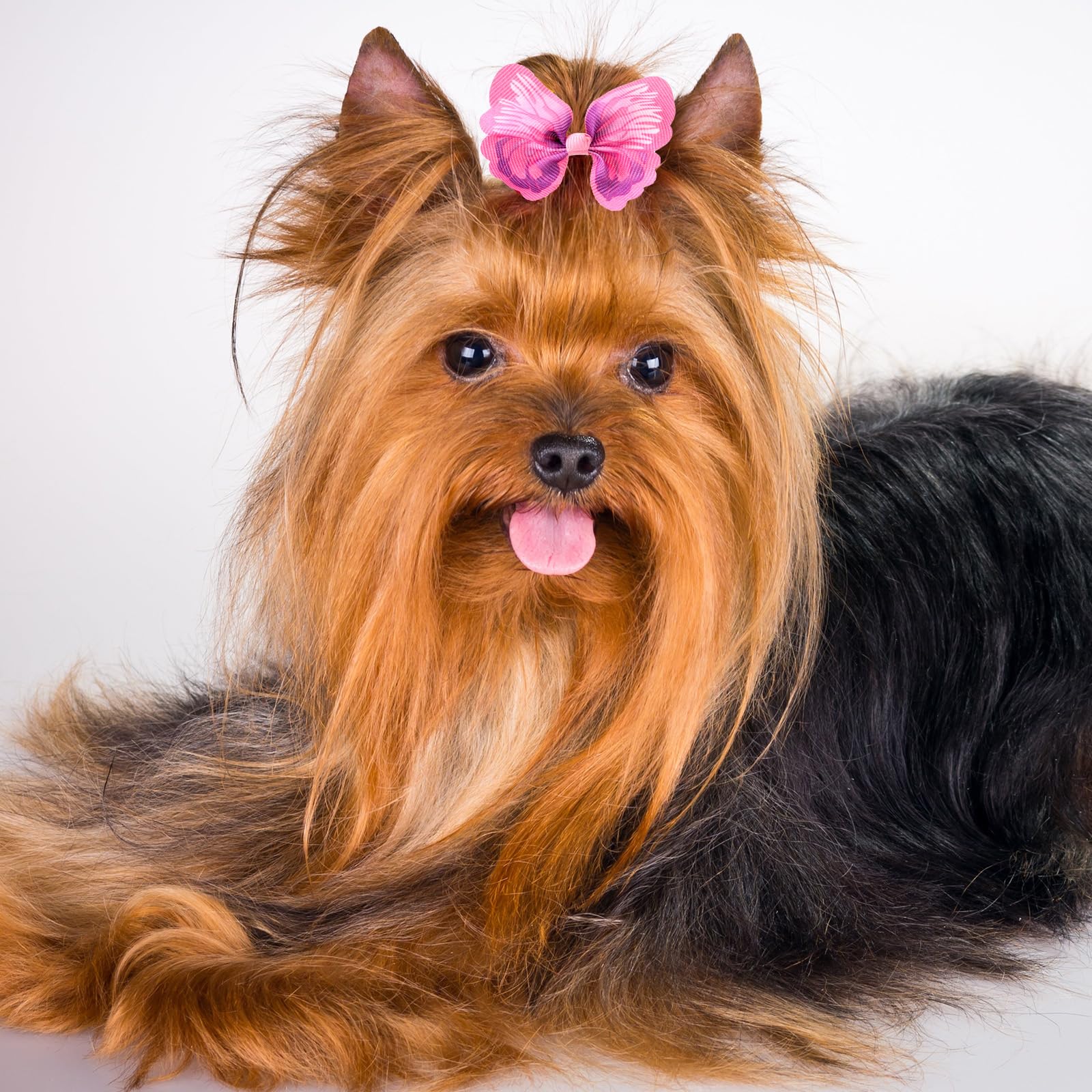 Janinka paquet 36 nœuds chien, kit pratique et économique pour varier les styles.